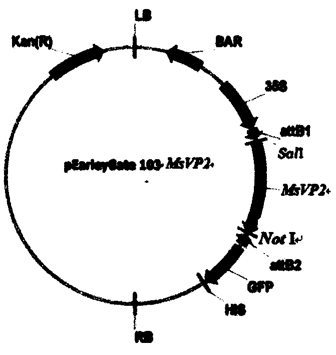 Energy crop silvergrass salt-tolerant gene MsVP2 as well as plant expression vector and construction method thereof