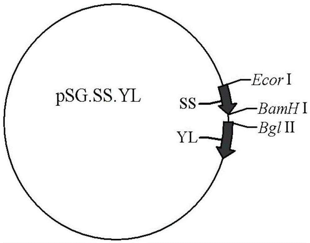 Contraception birth control DNA vaccines and preparation method thereof