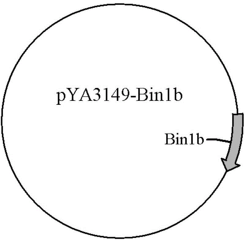 Contraception birth control DNA vaccines and preparation method thereof