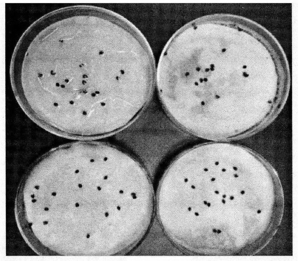 Application of broccoli in inhibiting germination and growth of weeds