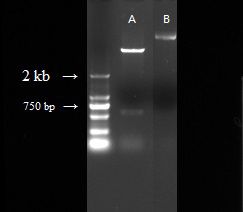 A kind of Periplaneta americana allergen protein ba2 and its expression method