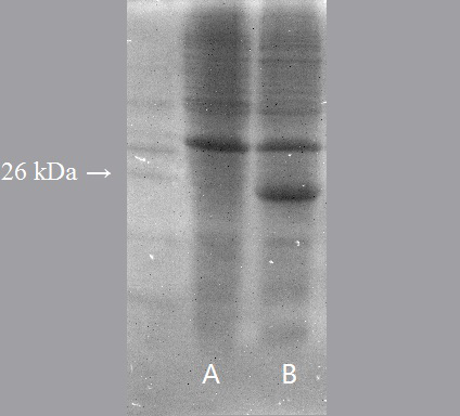 A kind of Periplaneta americana allergen protein ba2 and its expression method