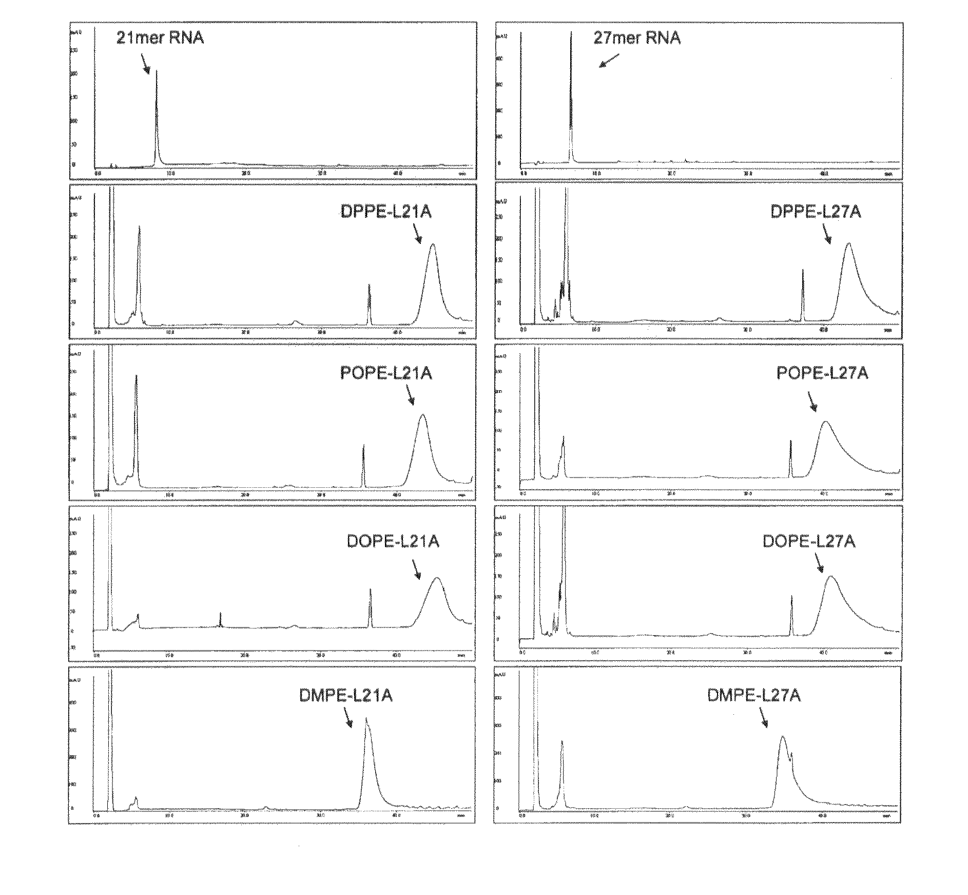 Double-stranded lipid-modified RNA having high RNA interference effect