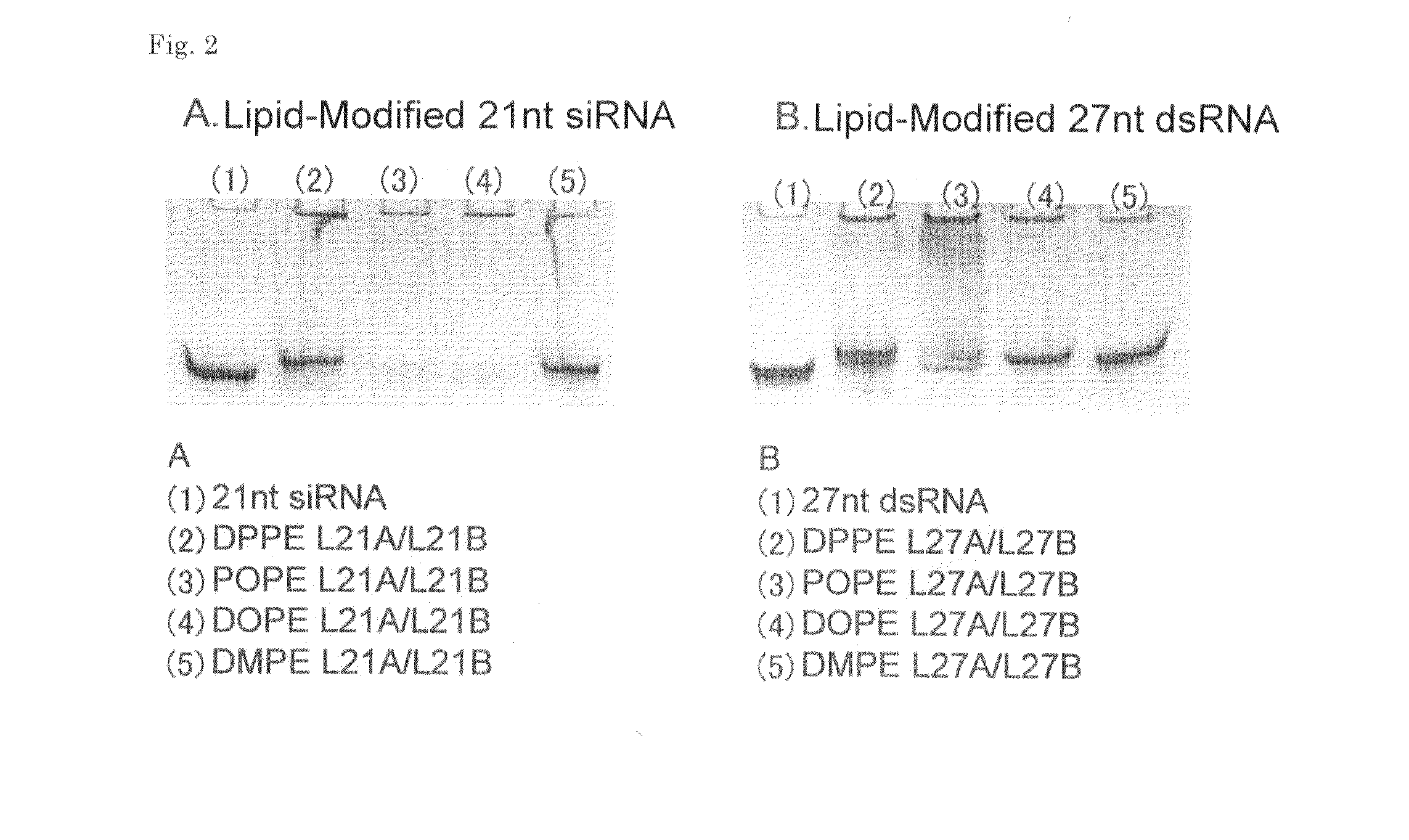 Double-stranded lipid-modified RNA having high RNA interference effect