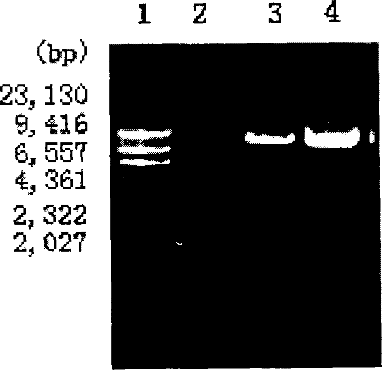 Foot-and-mouth disease virus resistant recombinant live bacteria and its preparation method