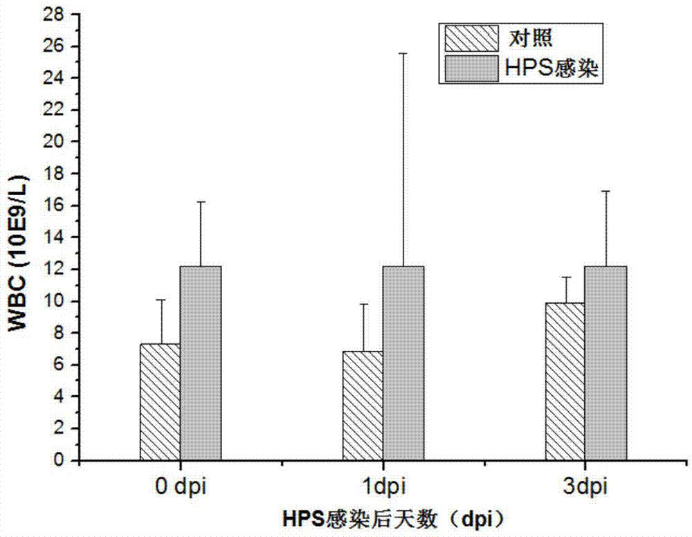 Method for building model of piglets infected by haemophilus parasuis (HPS)