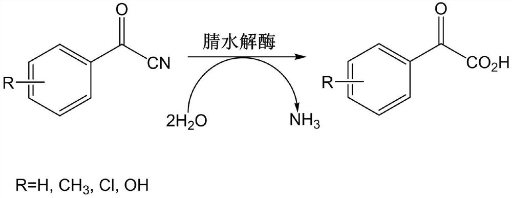 Nitrilase mutant and application thereof in preparation of benzoylformic acid compounds