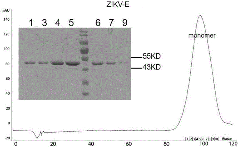 Flavivirus human monoclonal antibody and application