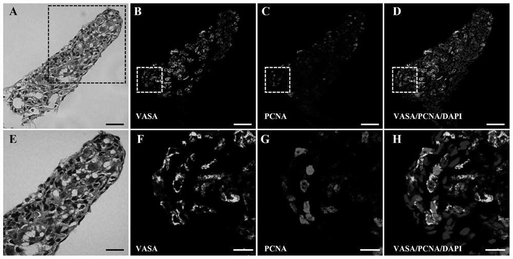 A spermatogonia separation liquid and its application in the separation and purification of spermatogonia