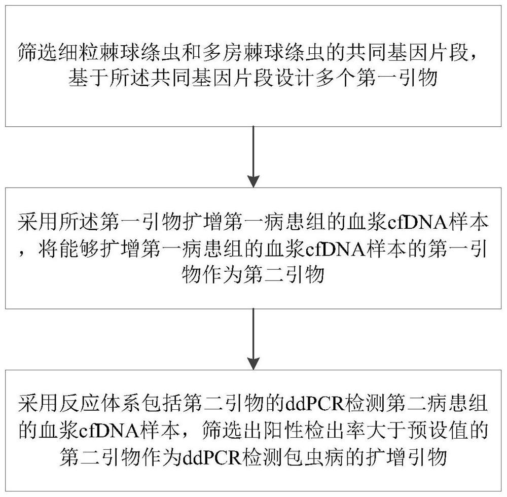 Amplification primer for detecting echinococcosis through ddPCR and construction method and application of amplification primer