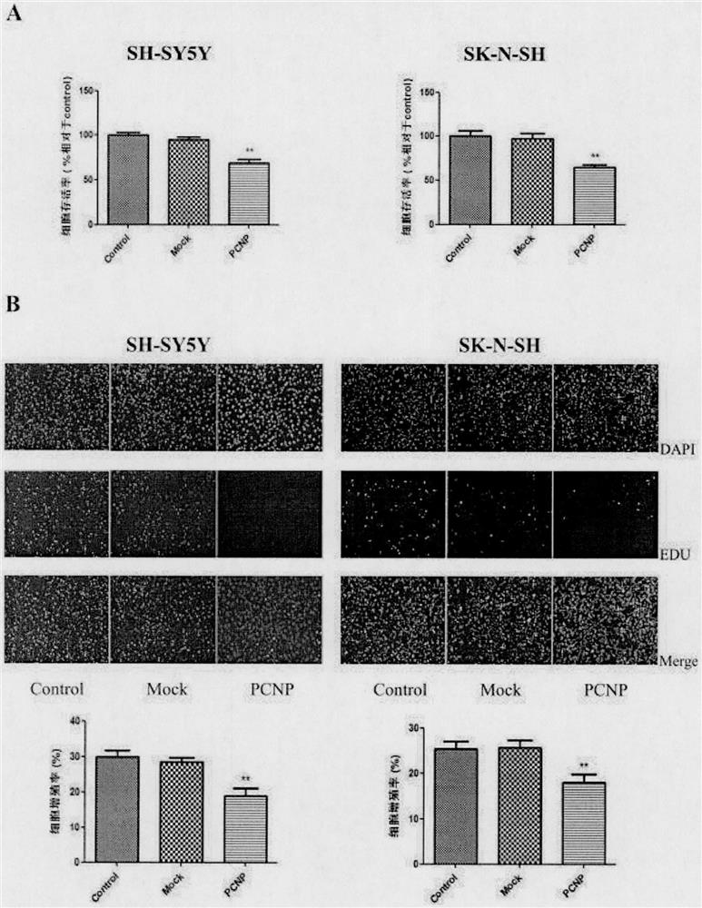 Preparation and application of a drug for overexpressing PCNP gene