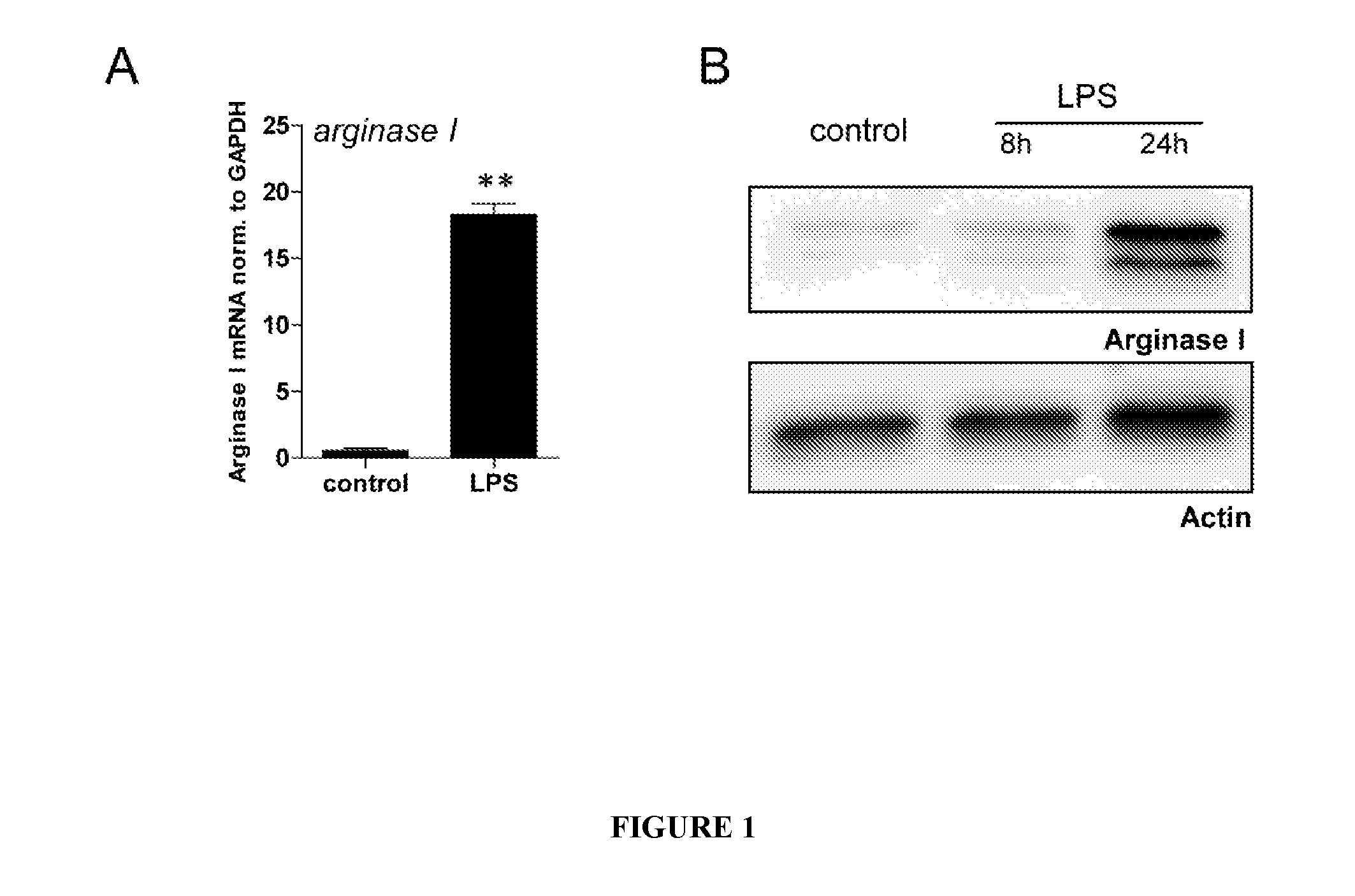 Methods and compositions for modulating the immune system with arginase i