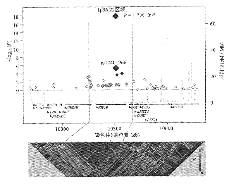 Detection method, kit and application of polymorphism in 1p36.22 region associated with hepatocellular carcinoma
