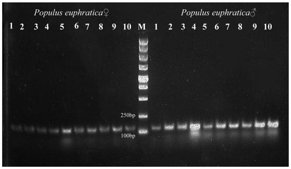 Specific DNA molecular marker for populus euphratica sex determination developed based on BSA mixed pool sequencing analysis