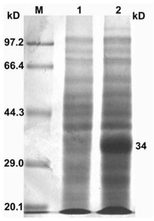 A kind of method for preparing tetramer of O-type foot-and-mouth disease virus polypeptide