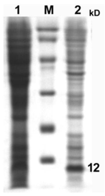 A kind of method for preparing tetramer of O-type foot-and-mouth disease virus polypeptide