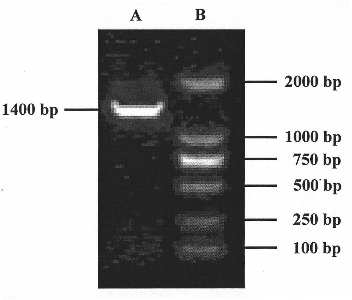 Novel cotton fungal disease-resistant gene GhMPK7 and application thereof