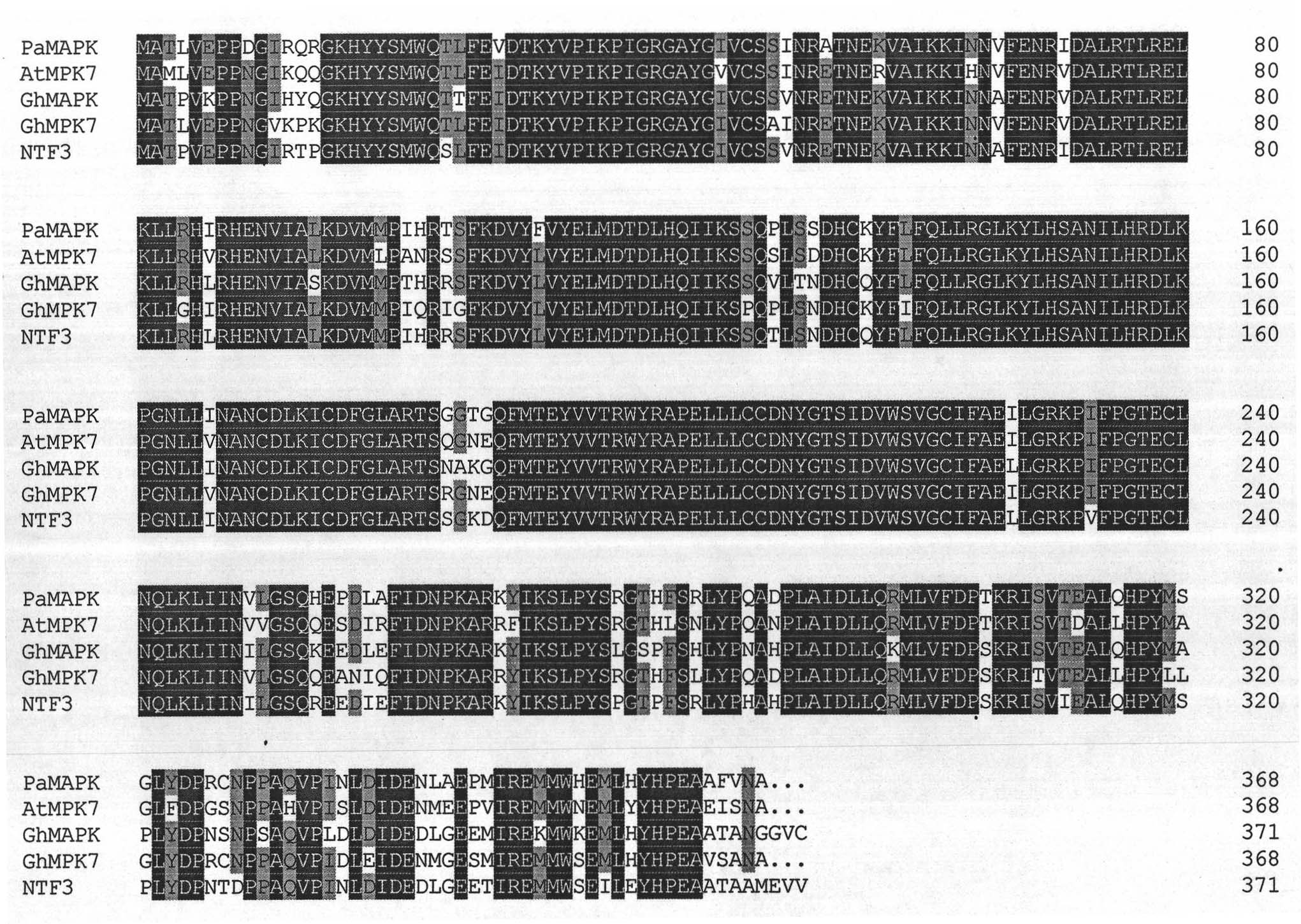 Novel cotton fungal disease-resistant gene GhMPK7 and application thereof