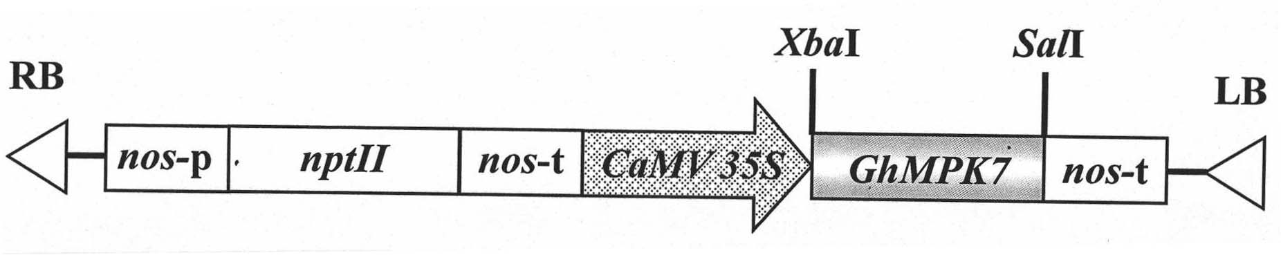 Novel cotton fungal disease-resistant gene GhMPK7 and application thereof