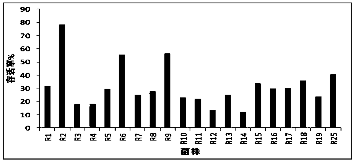 Swine lactobacillus crispatus and application thereof