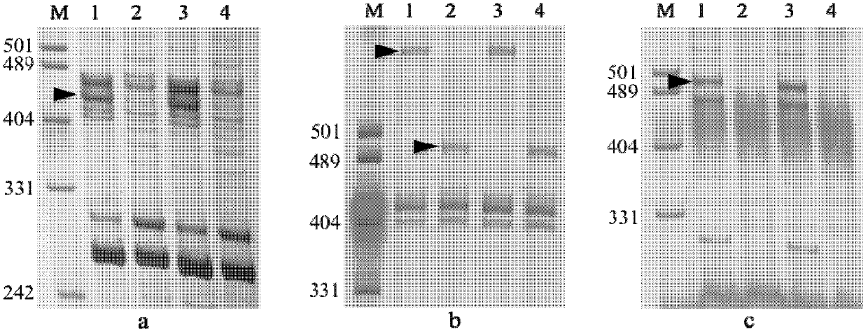 Molecular marker of wheat powdery mildew-resistant gene Pm45 and application of molecular marker