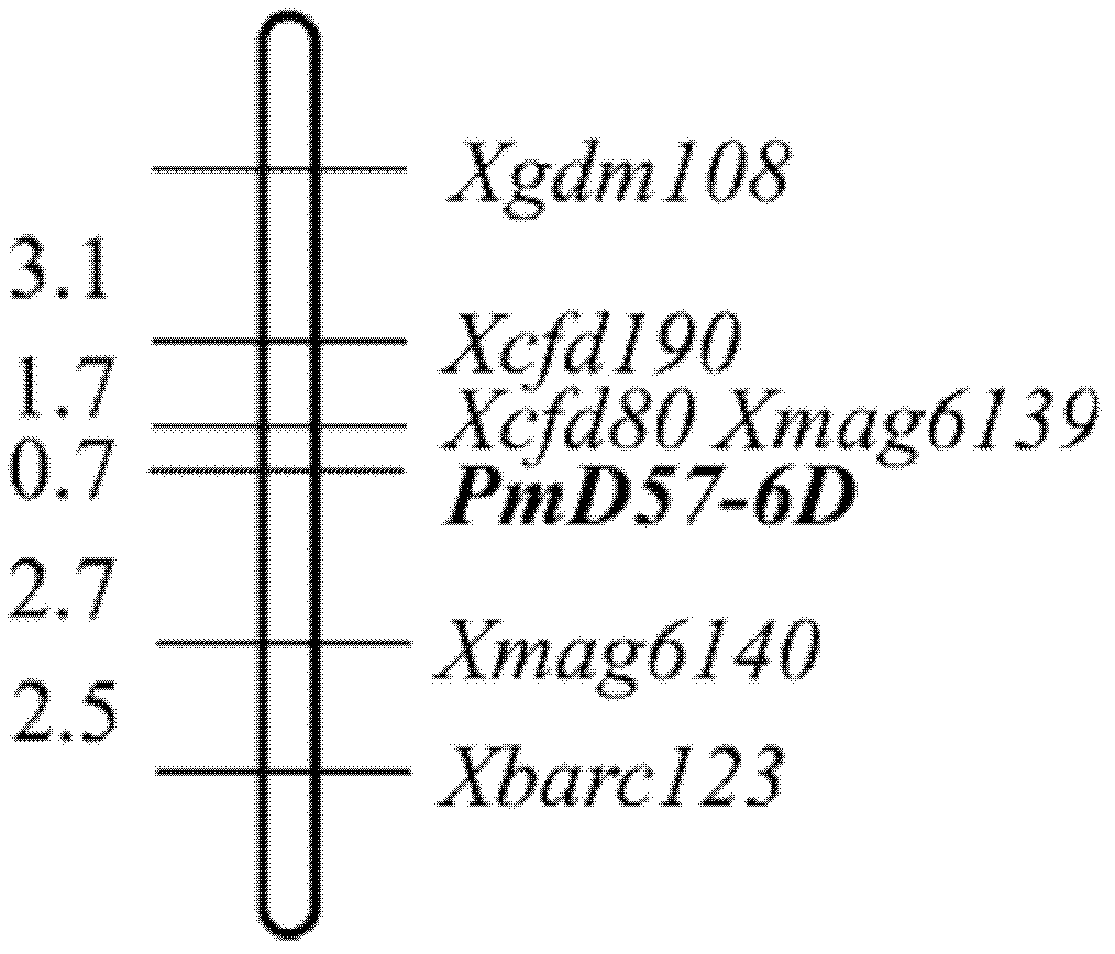 Molecular marker of wheat powdery mildew-resistant gene Pm45 and application of molecular marker