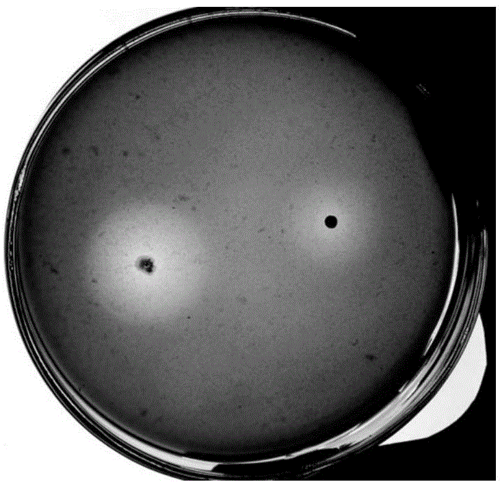 Basophilic micrococcus and alkaline xylanase produced from basophilic micrococcus and application