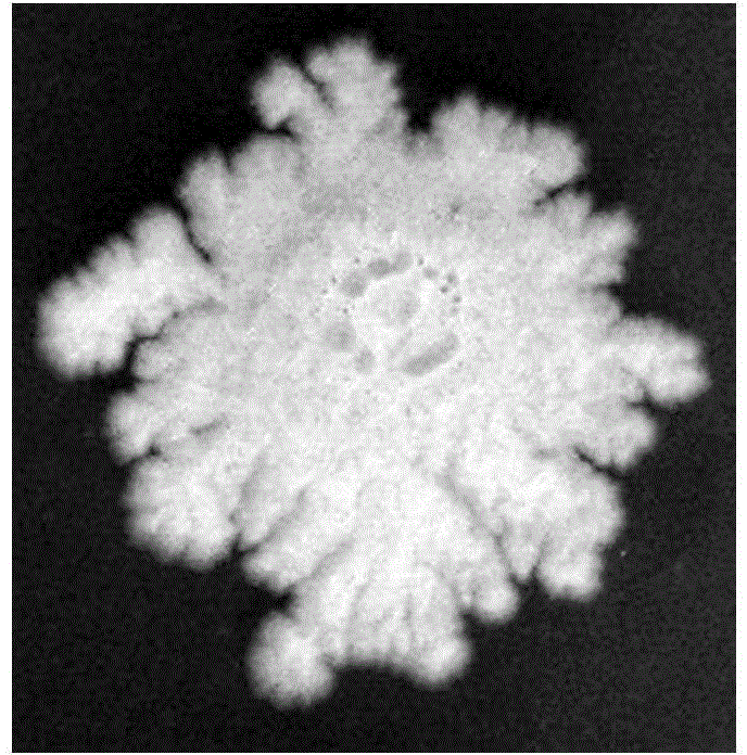 Basophilic micrococcus and alkaline xylanase produced from basophilic micrococcus and application