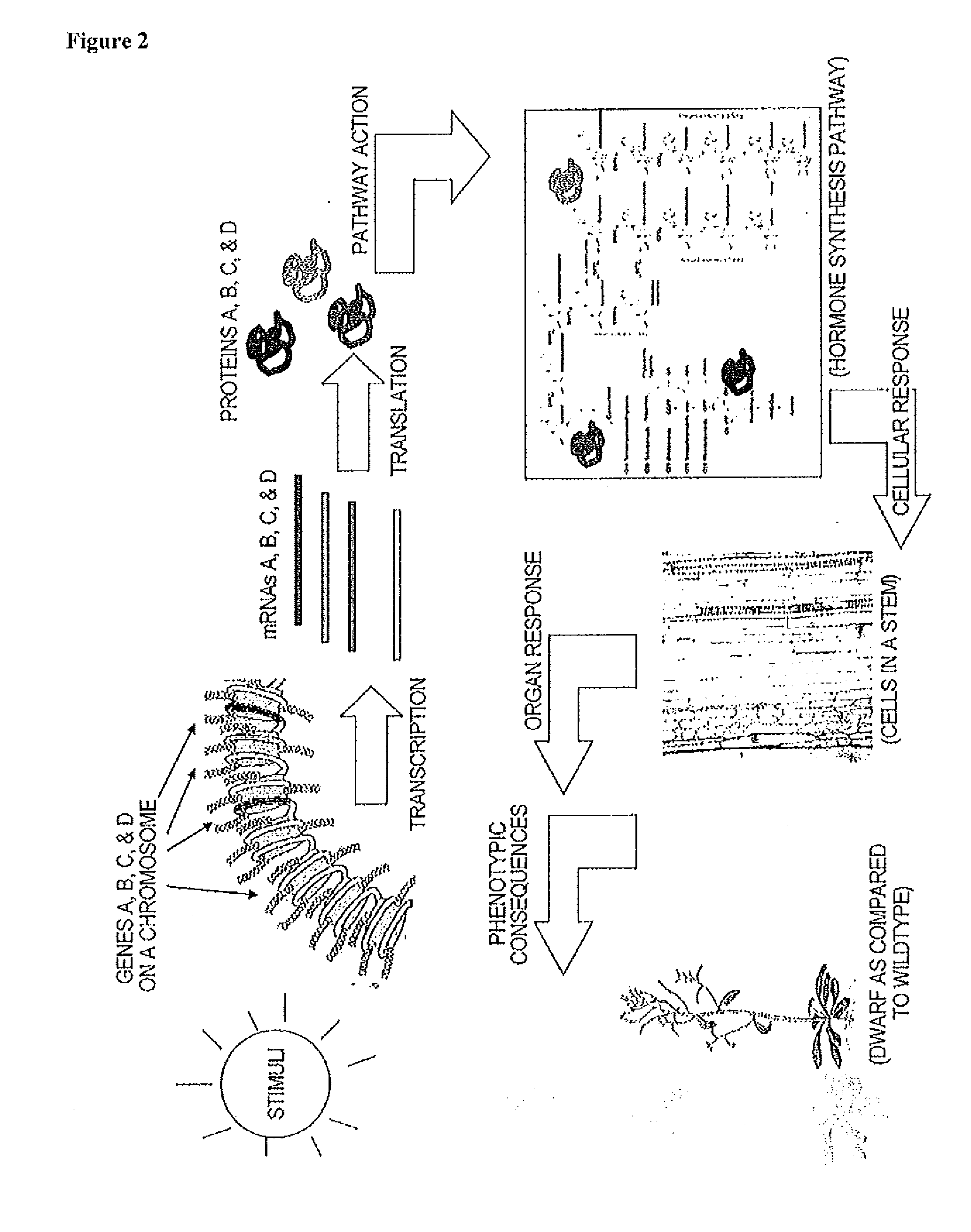 Promoter, promoter control elements, and combinations, and uses thereof