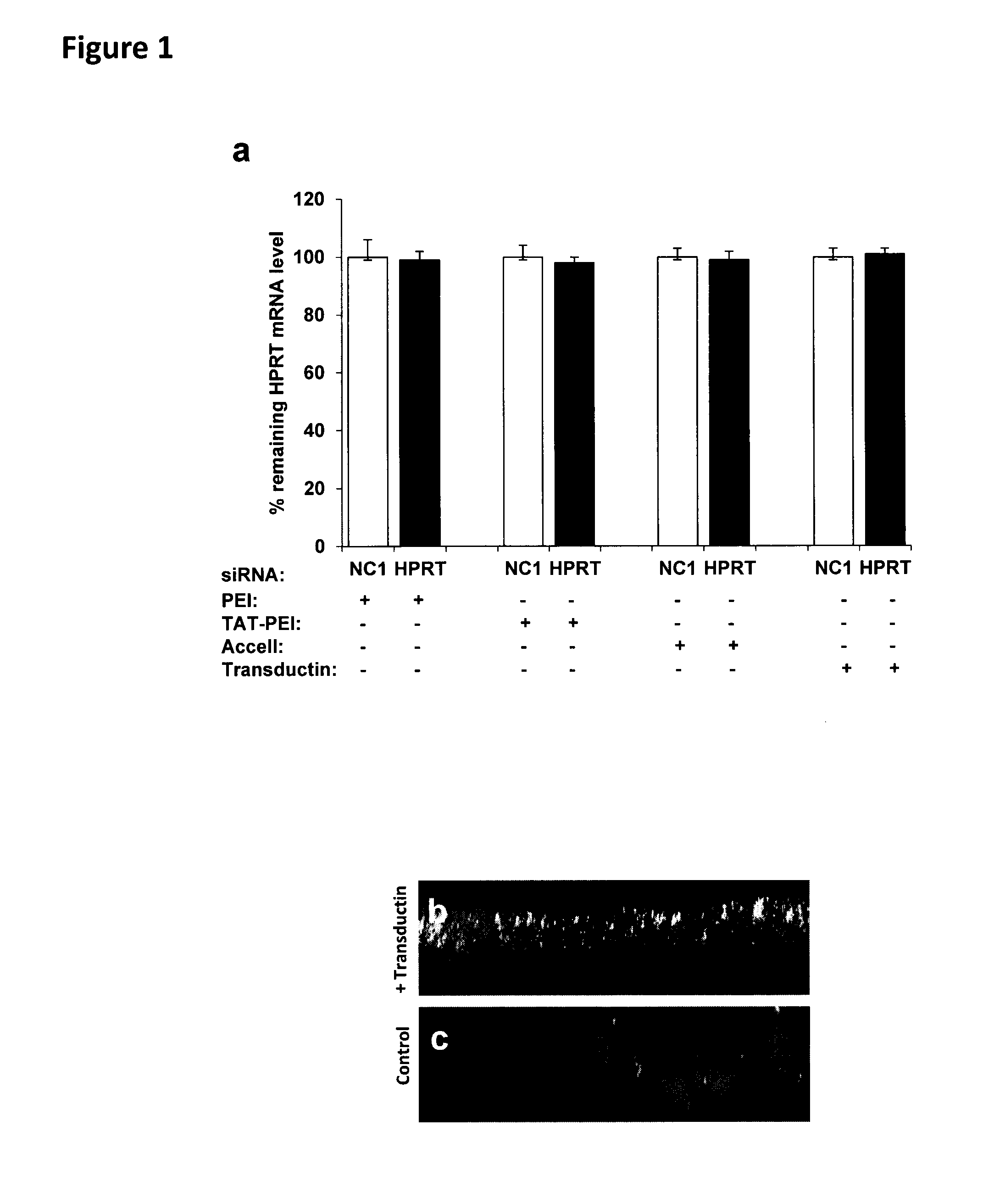 Methods to enhance rnai oligonucleotide delivery to respiratory epithelial cells