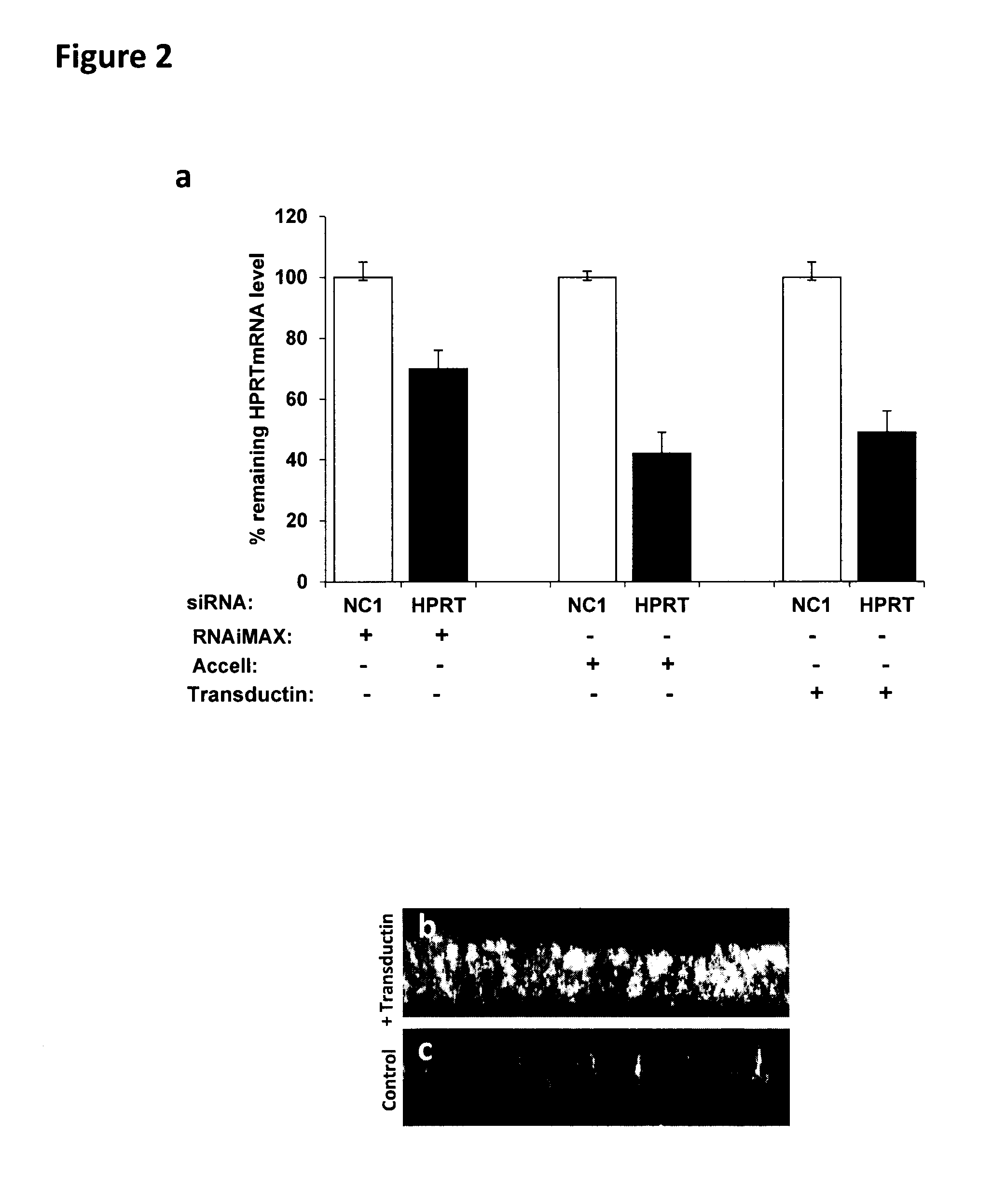 Methods to enhance rnai oligonucleotide delivery to respiratory epithelial cells