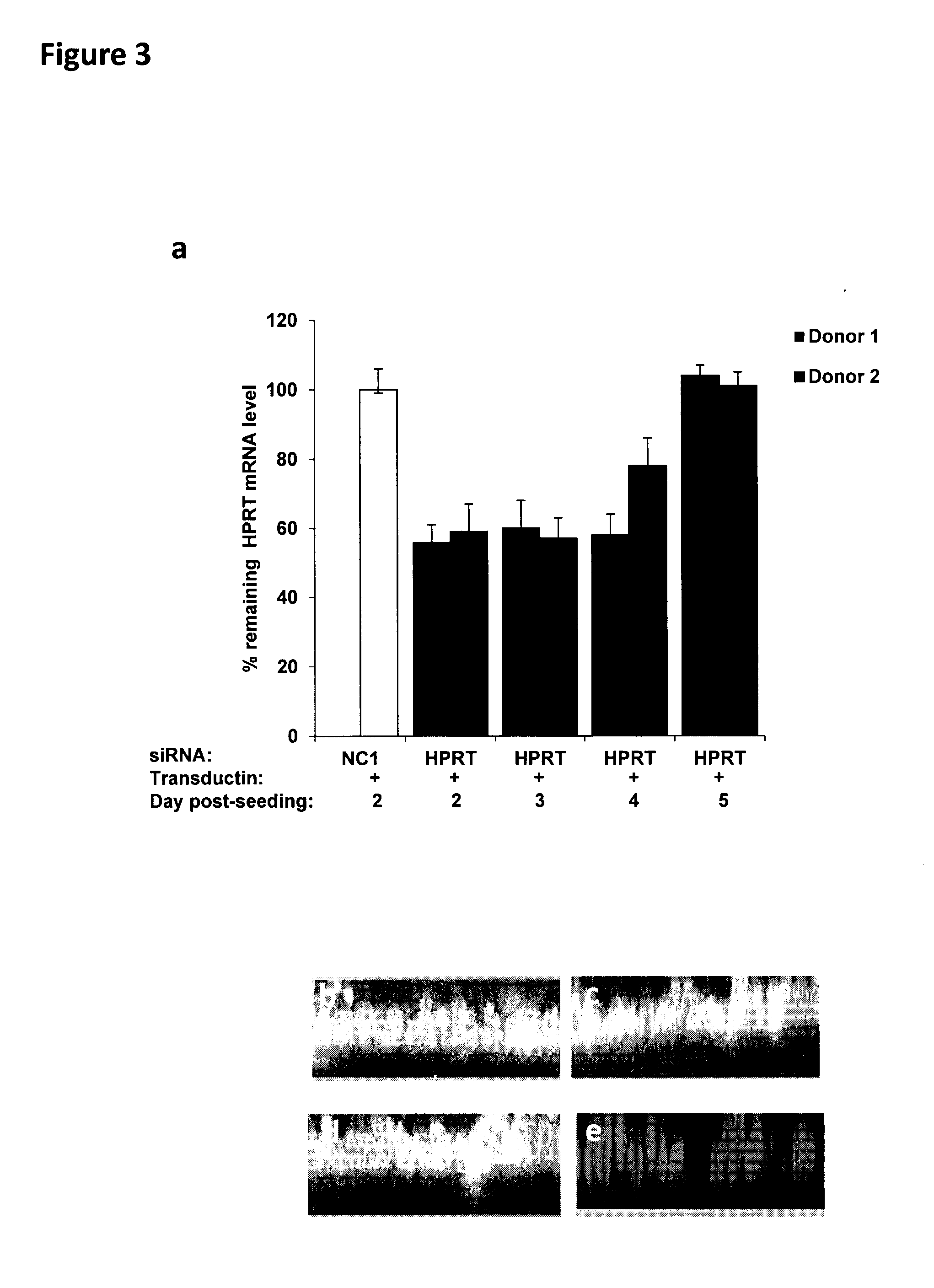 Methods to enhance rnai oligonucleotide delivery to respiratory epithelial cells