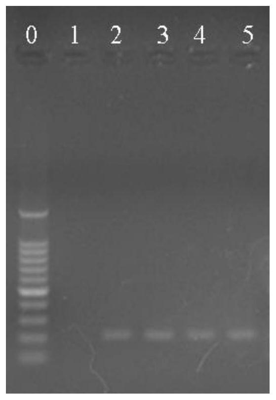 Molecular markers, detection primers and detection methods for identifying Lactobacillus plantarum and Lactobacillus pentosus