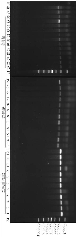 Primer for multi-PCR (Polymerase Chain Reaction) recognition of bungarus multicinctus medicinal material, standard decoction and traditional Chinese medicine formula granules as well as application and recognition method of primer