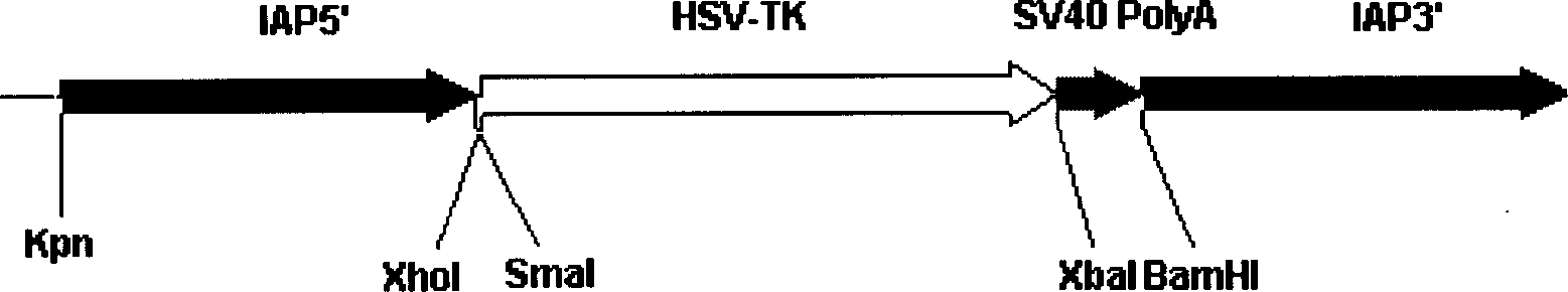 Method for efficiently establishing pure line gene knock-out mouse model