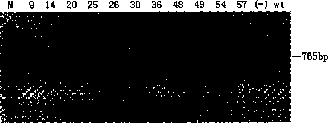 Method for efficiently establishing pure line gene knock-out mouse model