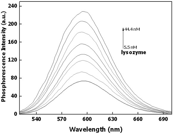 A room temperature phosphorescence detection method and application of lysozyme