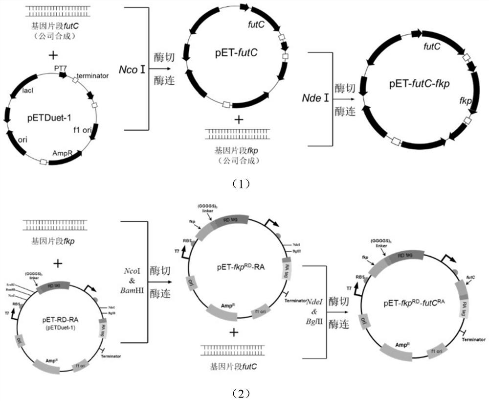 Escherichia coli engineering strain for efficiently producing 2'-fucosyllactose