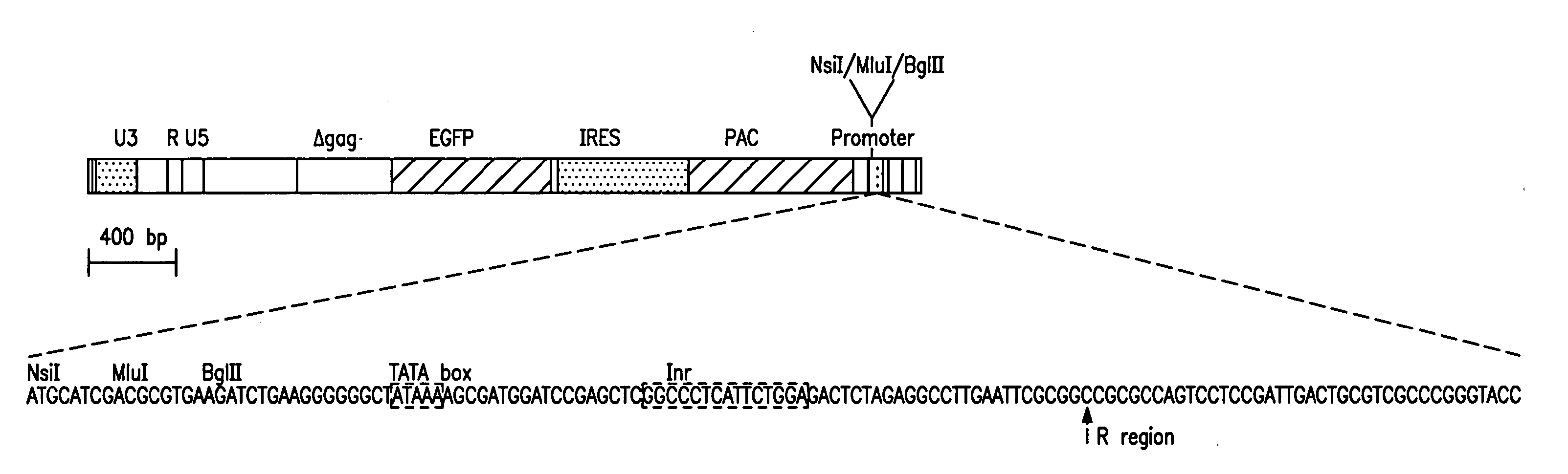 Methods of identifying synthetic transcriptional and translational regulatory elements, and compositions relating to same