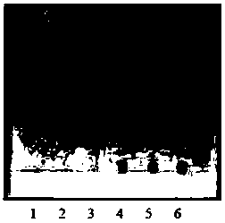 Detection method of Qingke Pingchuan Granules