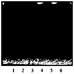 Detection method of Qingke Pingchuan Granules