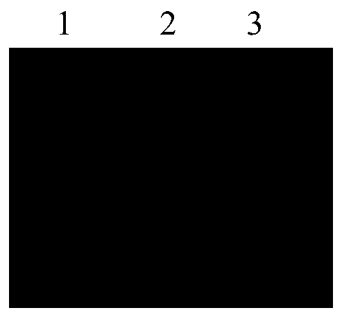 Method of utilizing rare earth up-conversion fluorescent particles to mark sendai virus envelope