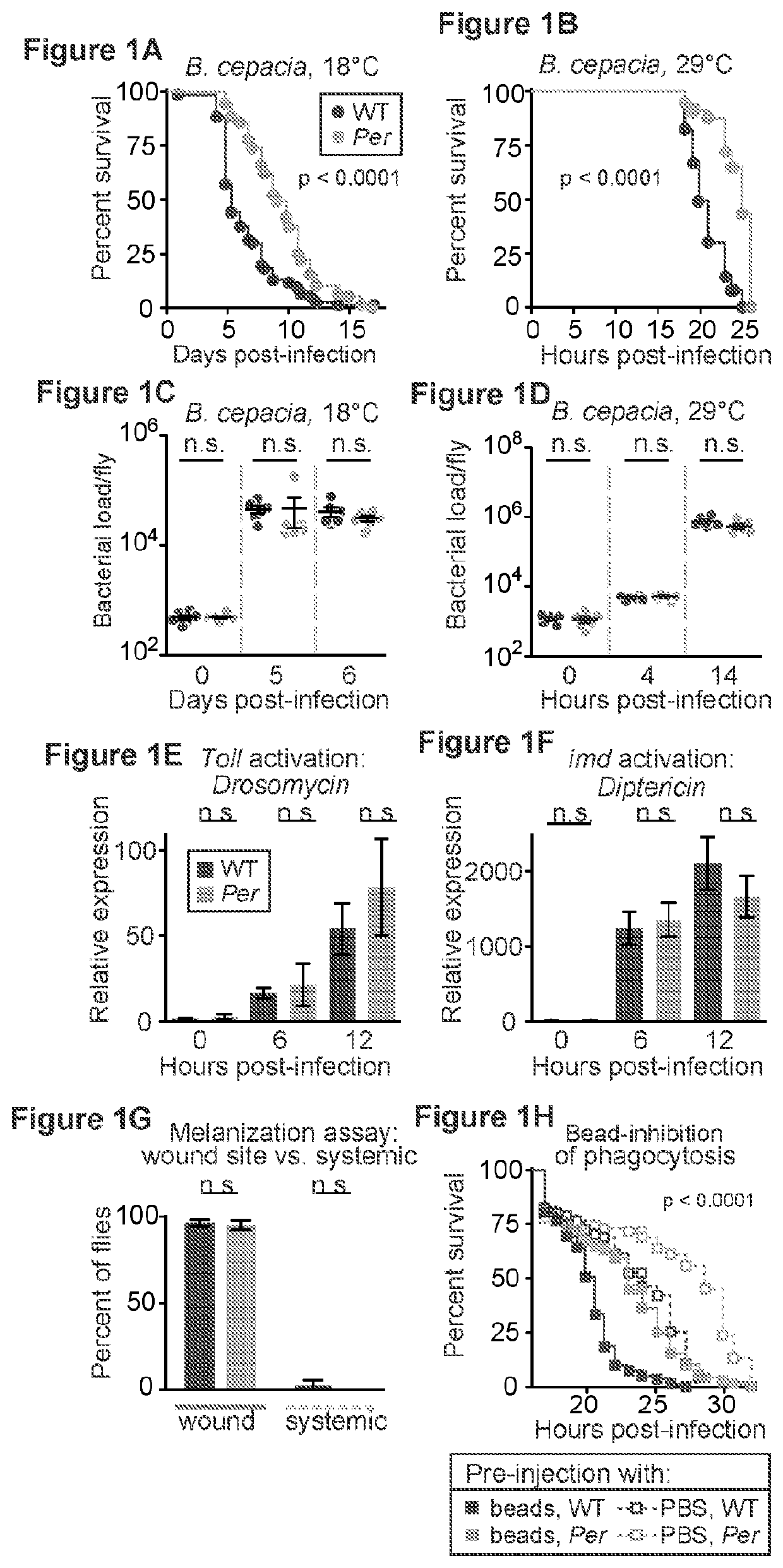 Inhibition of tor complex 2 increases immunity against bacterial infection