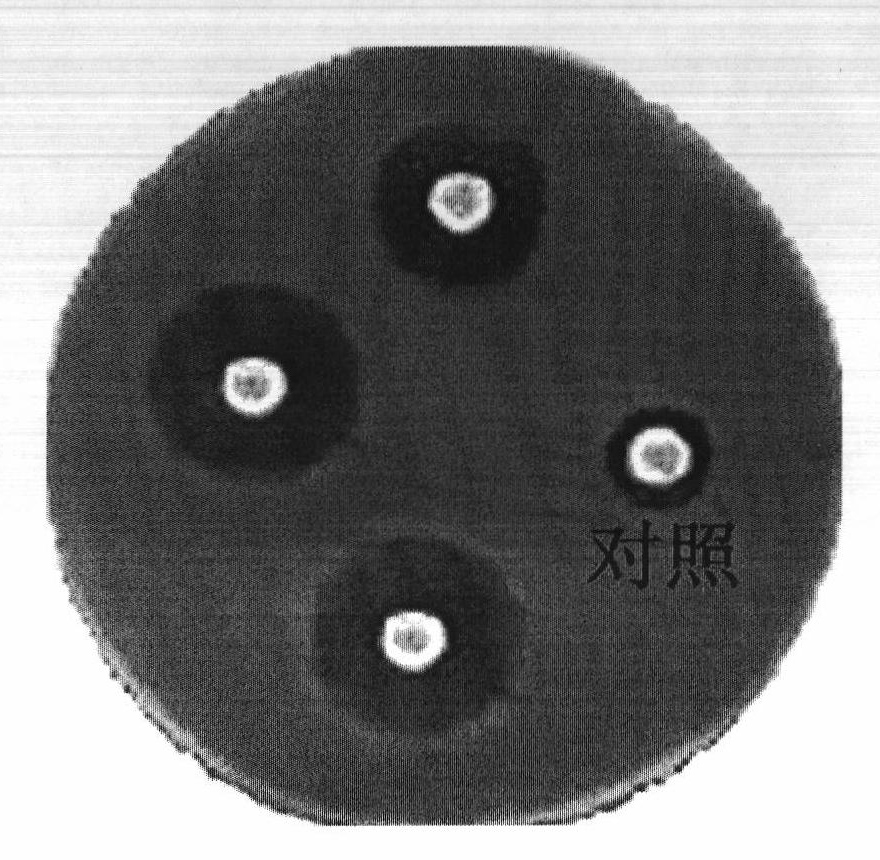 Streptomyces fungicidious mutant strain and application thereof