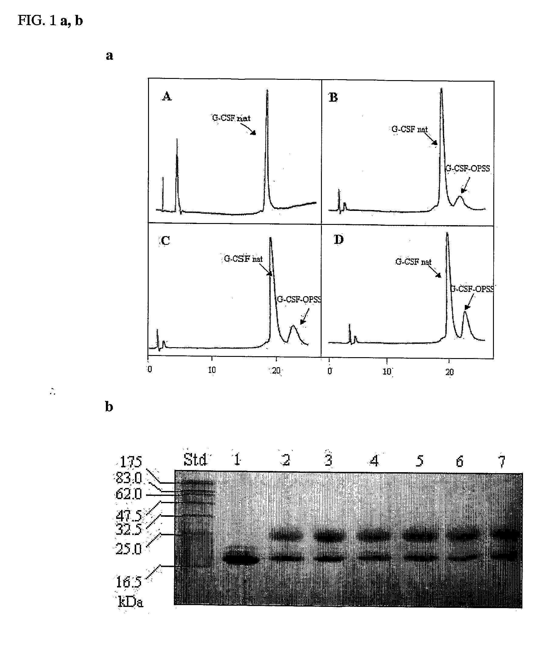 Novel g-csf conjugates