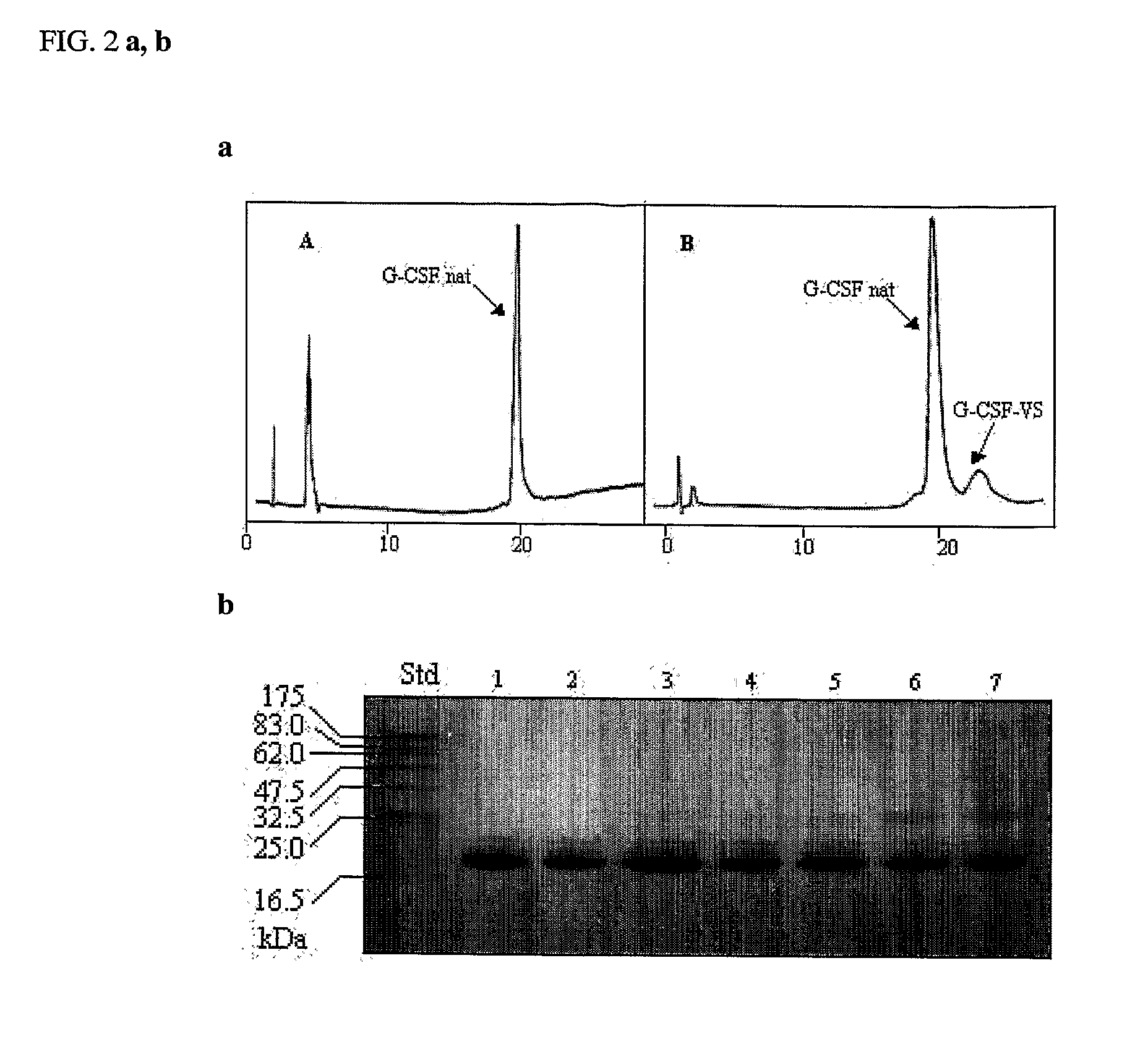 Novel g-csf conjugates