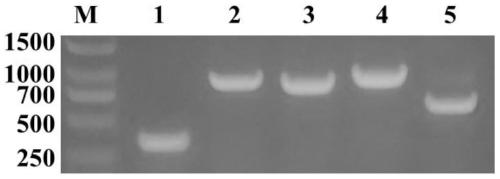 Recombinant bacteria high in hyaluronic acid yield and construction method and application thereof