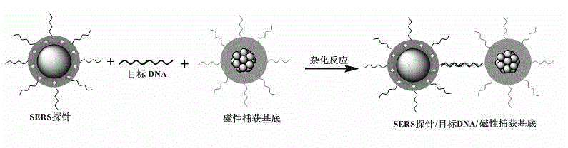 Method for high-sensitivity detection for t-DNA (transfer-deoxyribose nucleic acid) by aid of SERS (surface enhanced Raman spectroscopy) liquid chip