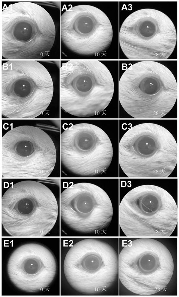 Method for constructing animal model with glaucoma-ciliary cyclitis syndrome and animal model