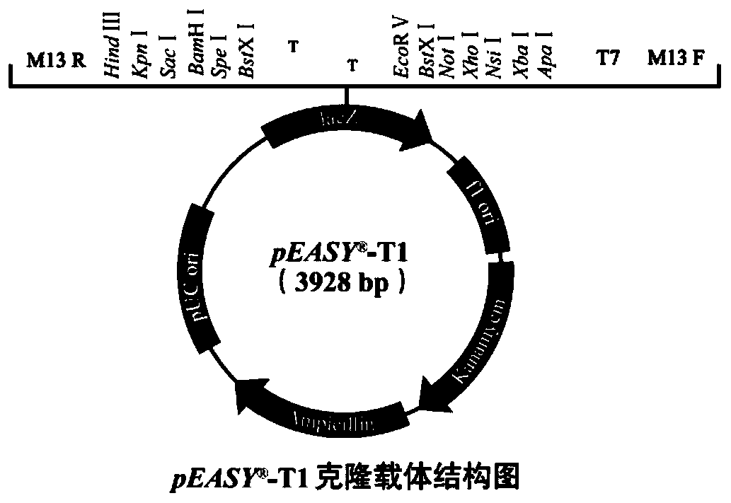 Primer set for detecting mutation of ESR1 gene, reagent, kit and method thereof